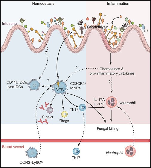 Latest Review From The Iliev Lab In "Immunity" | Iliev Lab